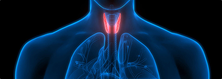 Endocrinology