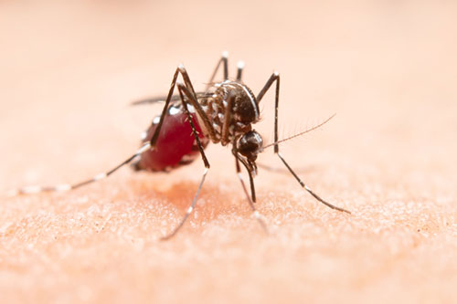 mosquito borne disease prevention in children
