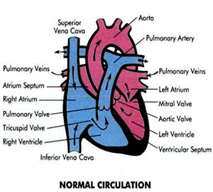 circulation