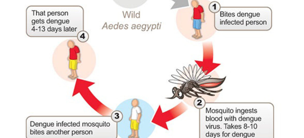 Stay Safe from Dengue Mosquitoes
