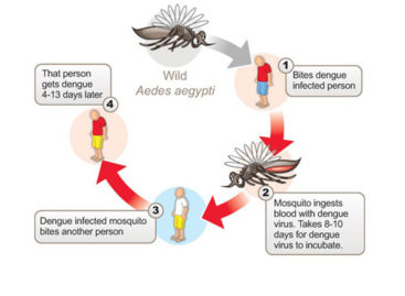 Stay Safe from Dengue Mosquitoes