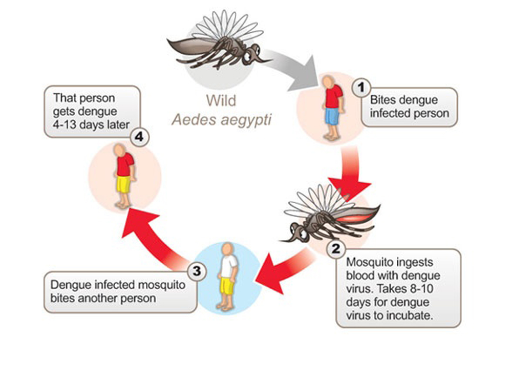 Stay Safe from Dengue Mosquitoes | Kauvery Hospital