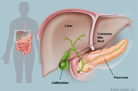 Gallbladder Problems – Symptoms and Types of Diseases