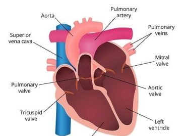 What Happens If the Valves of the Heart Do Not Function Properly?
