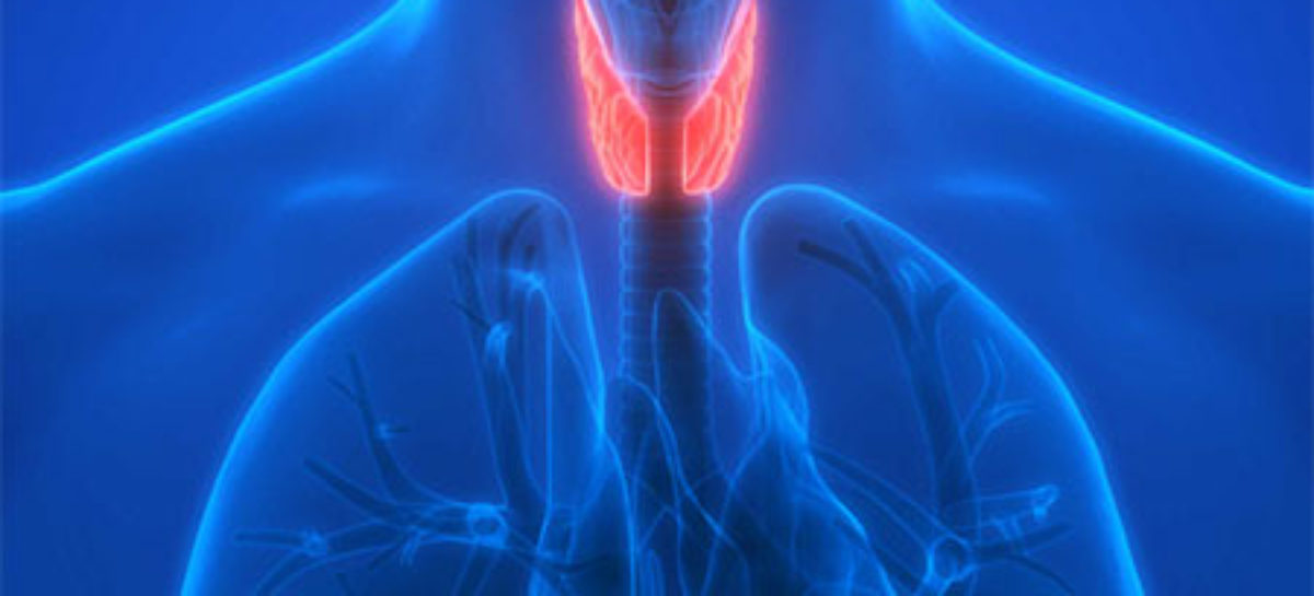 What is Thyroid and how does it function?