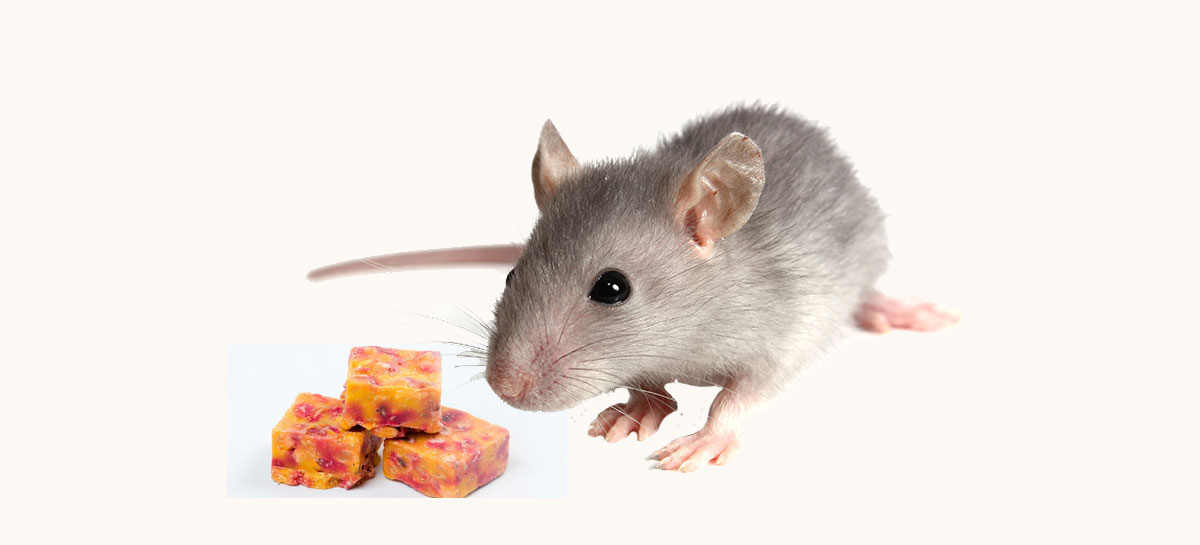 Ratol Cake - Rat - Free Transparent PNG Clipart Images Download