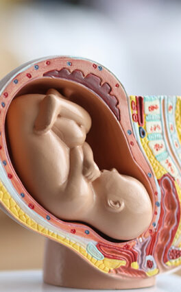 Monitor the movement of the foetus!