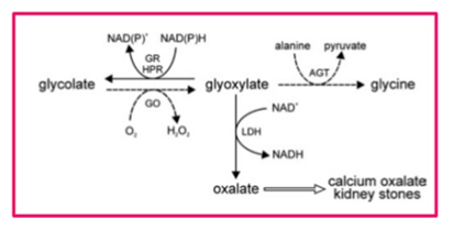 Oxalate metabolism