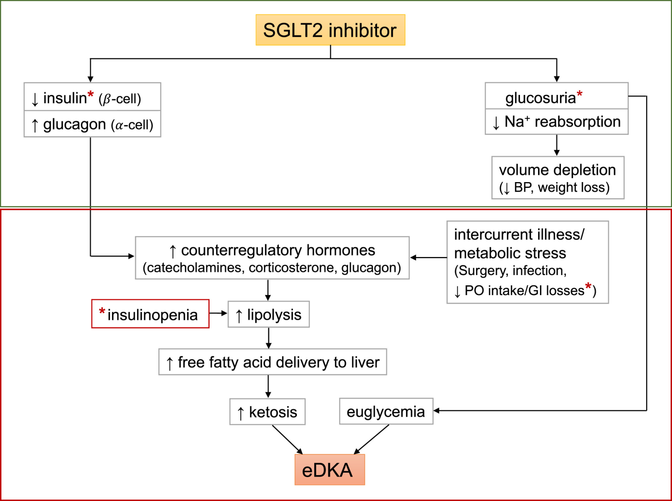 Usage-of-Dapagliflozin-in-Elderly-3