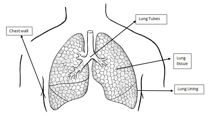 lungs