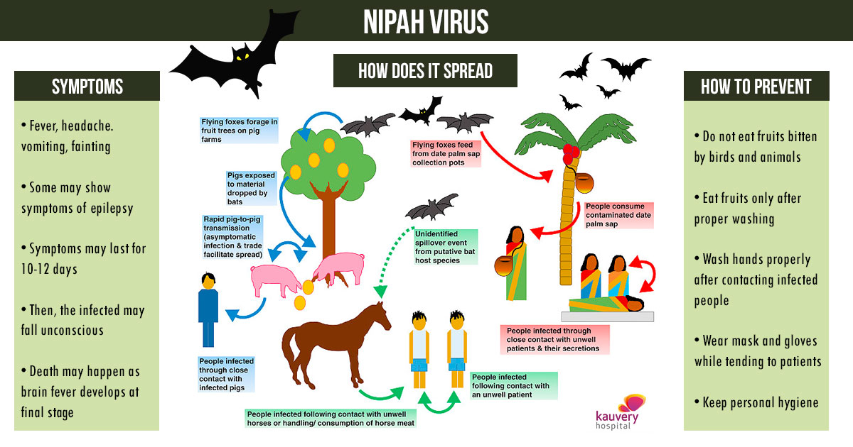 nipah_virus_infographic