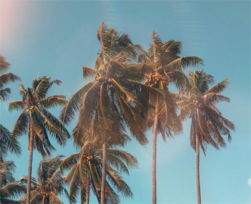 summer-coconut-tree