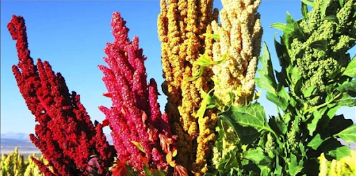 Amaranth-Millet