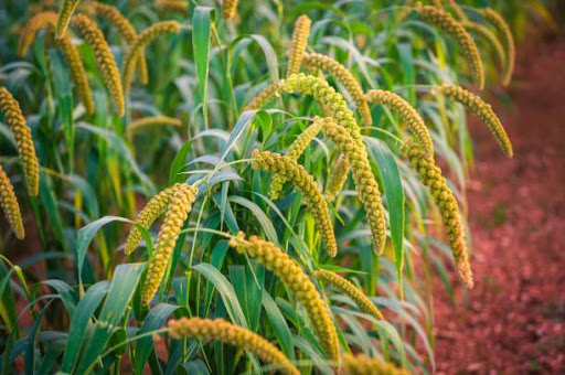 Buckwheat-Millet