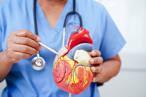 Understanding Transcatheter Aortic Valve Replacement (TAVR)